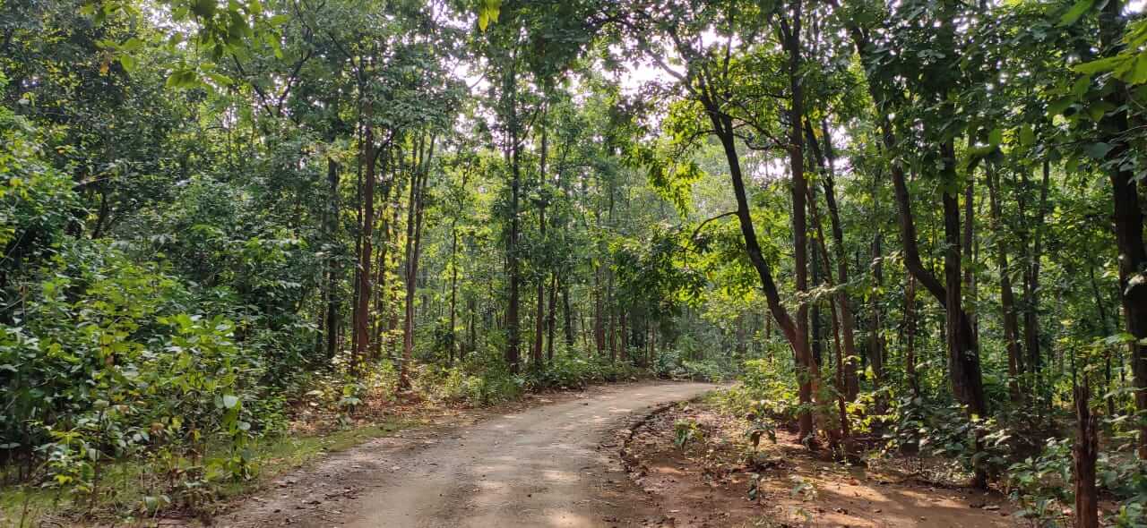 Kankrajhore Forest