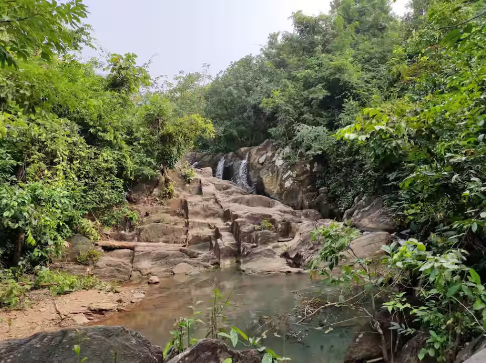 Dhangi Kusum